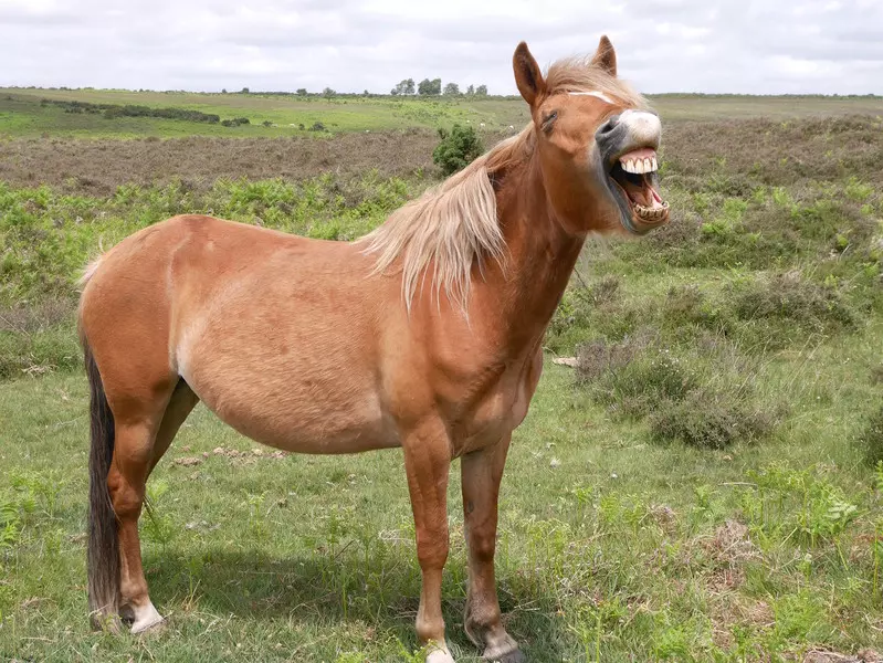 Nie tylko koń może się uśmiać...