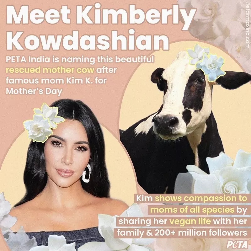 Kim Kardashian doczekała się swojej imienniczki w Indiach. Jest nią… krowa