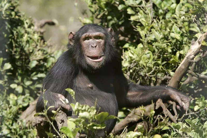 Kobieta dostała zakaz uwodzenia szympansa z ZOO
