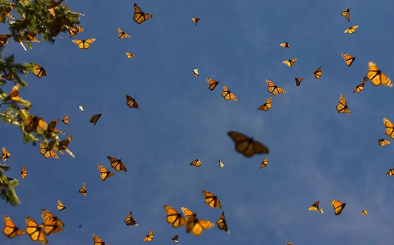 Martyna Wojciechowska poleca raj dla miłośników motyli