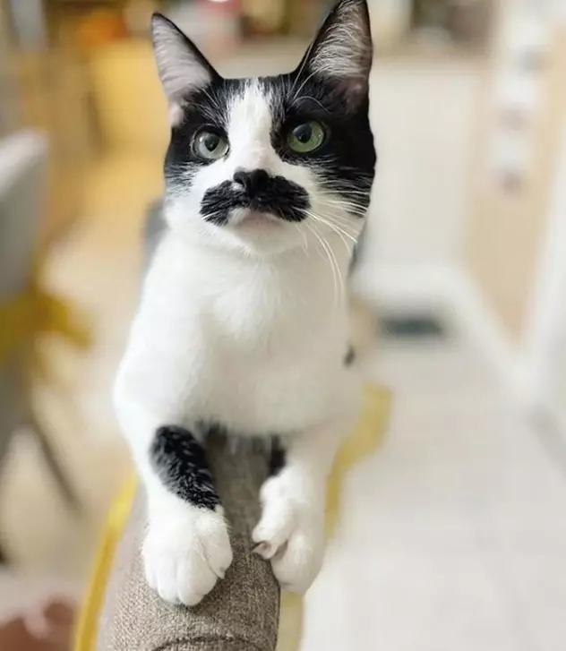 Kotka, która przypomina Freddiego Mercury’ego, robi furorę w internecie