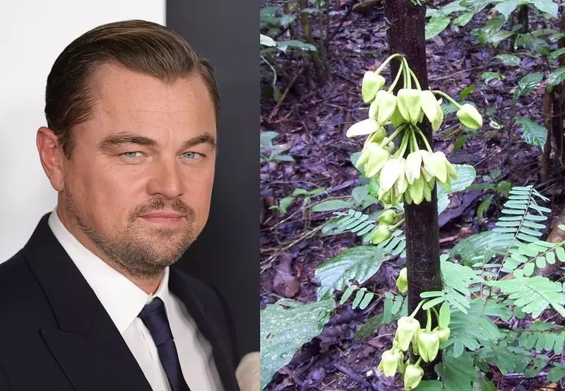 Naukowcy z Kew nazwali nowy gatunek drzewa na cześć Leonarda DiCaprio