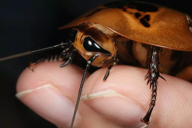 Nowojorskie zoo oferuje oryginalny prezent walentynkowy - imię dla karalucha