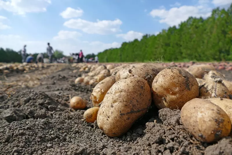 Wykopano największego ziemniaka w historii!