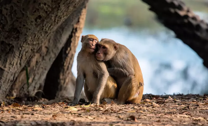 Dyrekcja angielskiego azylu dla małp zachęca je do prokreacji poprzez muzykę
