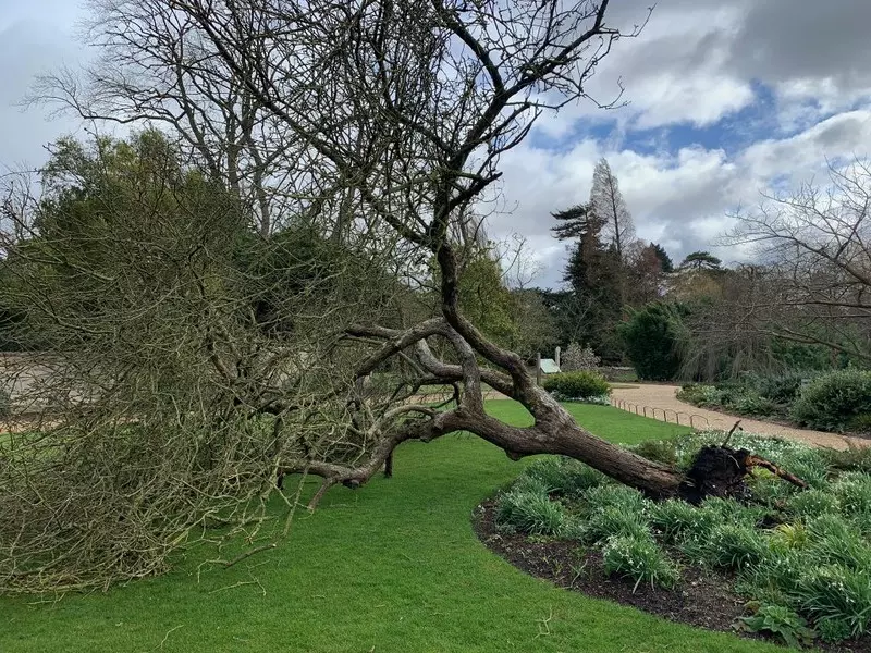 Wichura powaliła "Jabłoń Newtona" w ogrodzie botanicznym Uniwersytetu Cambridge
