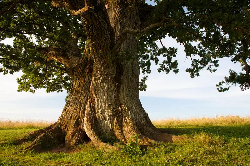 Rosyjski dąb wykluczony z plebiscytu na Europejskie Drzewo Roku