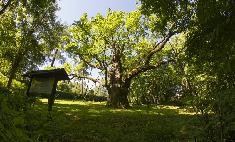 Stare drzewa pomagają przystosować się do zmian klimatu