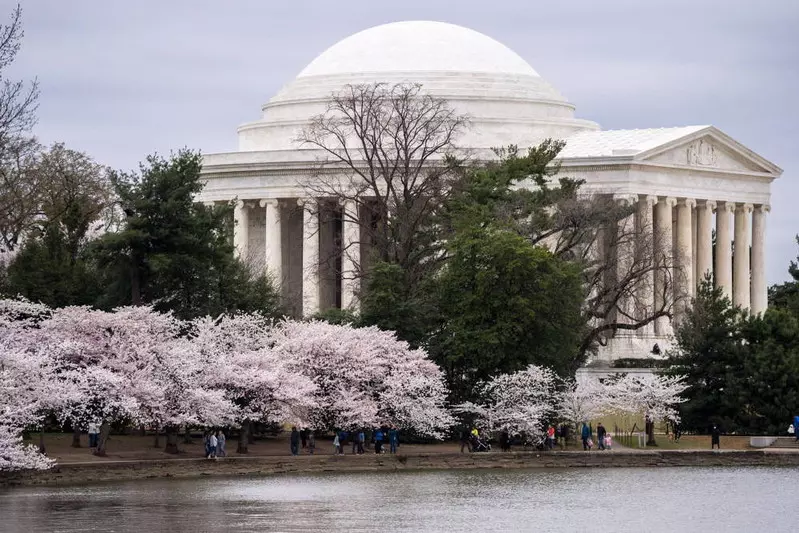 Tysiące Amerykanów przybyło do Waszyngtonu, by podziwiać kwitnące wiśnie...
