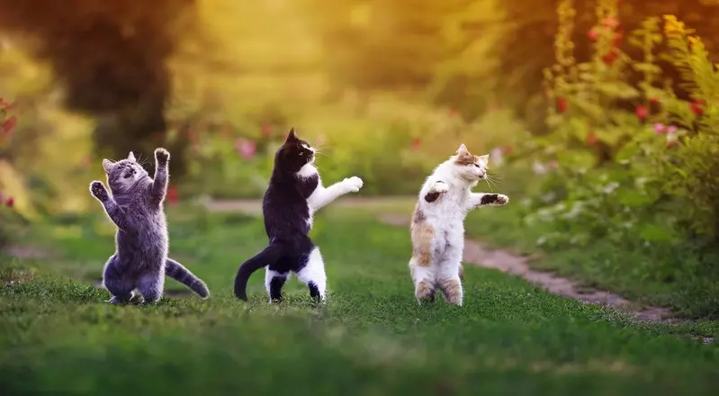 Amerykańscy naukowcy mają nowy pomysł na stworzenie kotów przyjaznych alergikom 