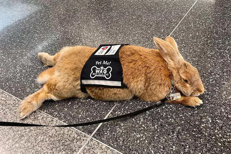 Lotnisko w San Francisco zatrudniło... królika