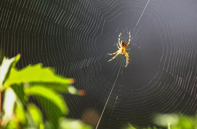 Pewne pająki wykształciły sposób, aby po zbliżeniu... zniknąć po angielsku