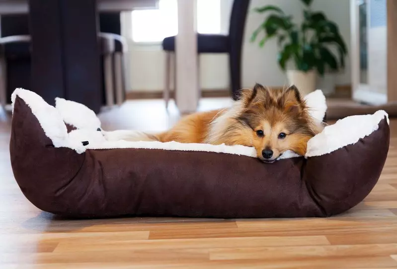Zaprojektowano łóżko inspirowane psim legowiskiem!