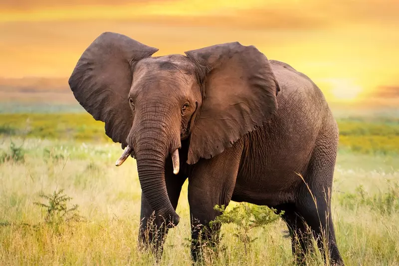 Sąd Apelacyjny w Nowym Jorku musi rozstrzygnąć, czy słonica jest osobą