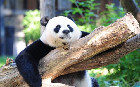 Panda nie jest już zagrożonym gatunkiem?