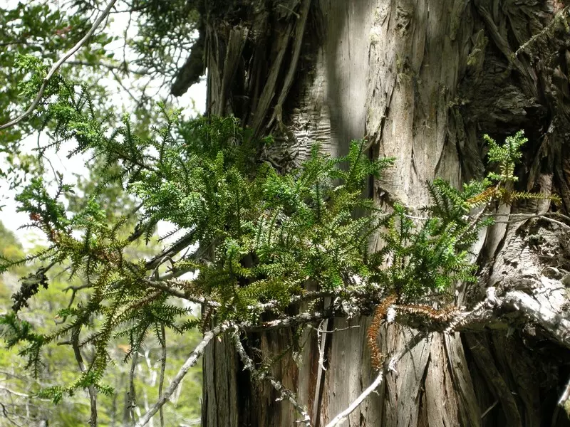 Rosnący w Chile cyprys patagoński jest prawdopodobnie najstarszym drzewem świata