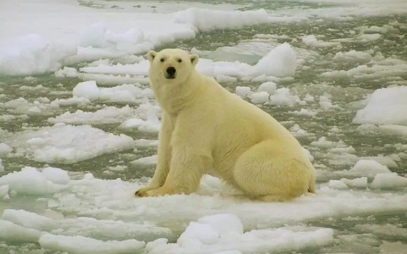 Ocieplenie klimatu sprawiło, że niedźwiedzie polarne zmieniły sposób polowania