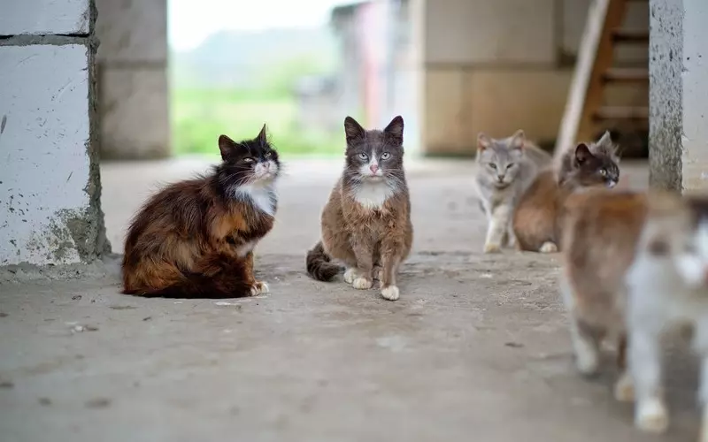 Bezdomne koty zostały gwiazdami TiKToka i otrzymały ogromną pomoc internautów