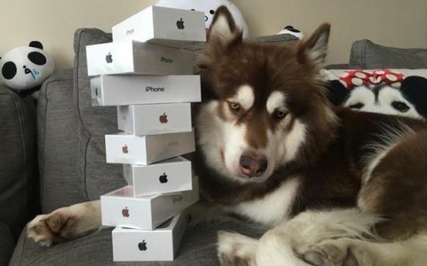 Syn chińskiego miliardera kupił swojemu psu osiem iPhone'ów