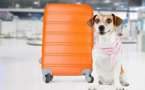Psy i koty najczęstszymi pasażerami lotniska w Krakowie