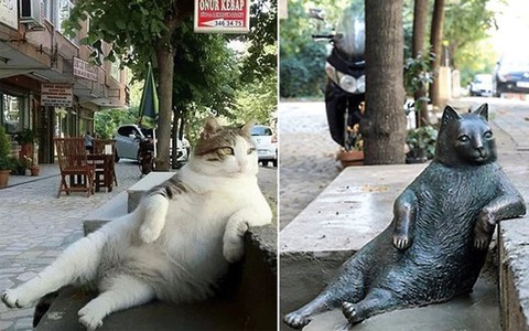 Znany kot ze Stambułu doczekał się swojej rzeźby