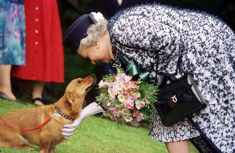 Właściciele psów rasy corgi oddadzą hołd królowej w paradzie