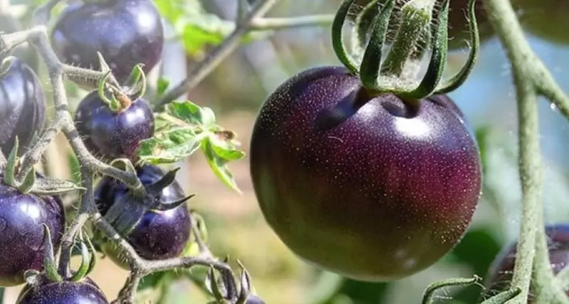 Zmodyfikowane genetycznie fioletowe pomidory trafią do sprzedaży w USA