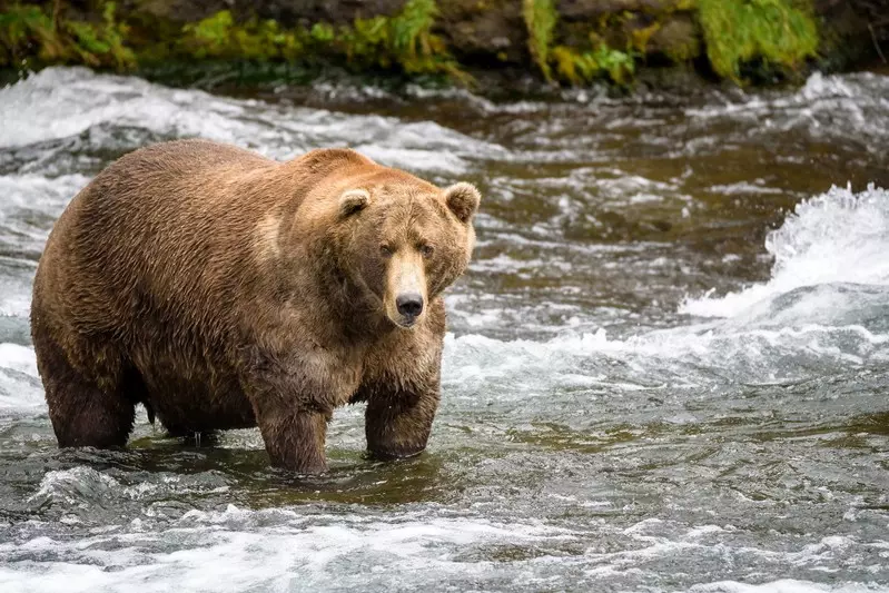 Zaczęły się wybory najgrubszego niedźwiedzia roku na Alasce. Zagłosuj!