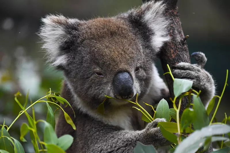 Australia chce ratować wymierające gatunki