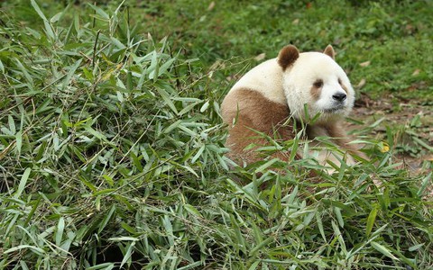Panda z brązowym futerkiem odrzucona przez swój kolor