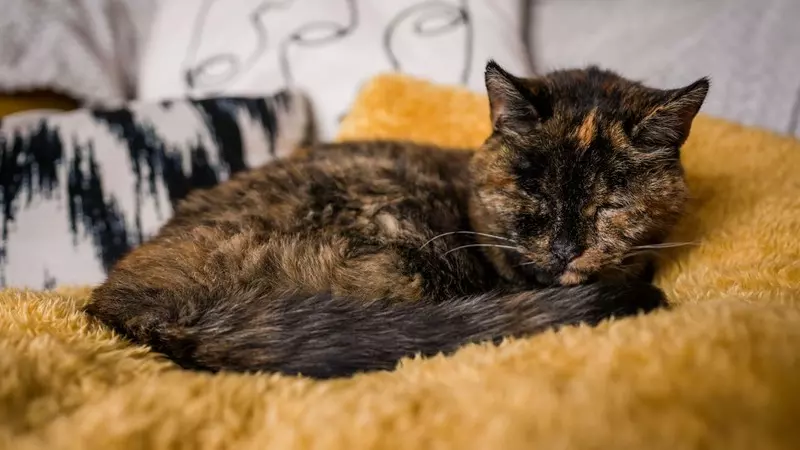 Najstarszy kot świata ma prawie 27 lat i mieszka w Londynie