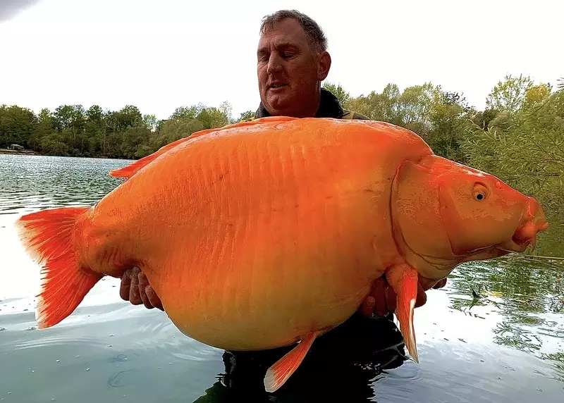 Brytyjski wędkarz złapał 30-kilogramową złotą rybkę