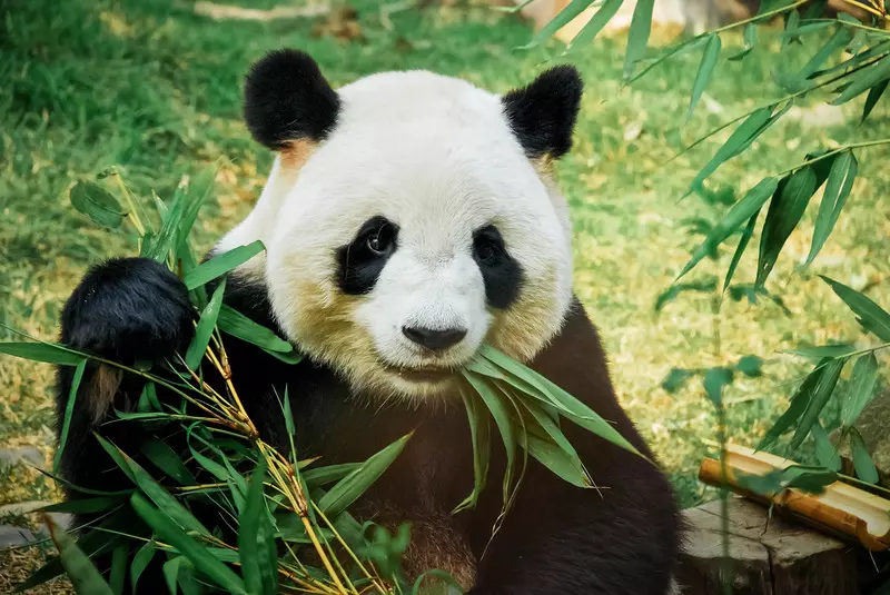 ZOO w Edynburgu odeśle do Chin parę pand, która nie chce się rozmnażać