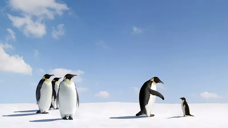 Naukowcy dzięki zdjęciom satelitarnym odkryli nową kolonię pingwinów cesarskich
