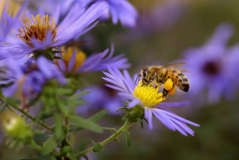 Unia Europejska uruchamia "Buzz Lines", nowy program ochrony pszczół