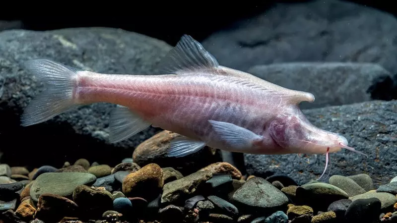 W Chinach odkryto niezwyky gatunek ryb z "rogami"