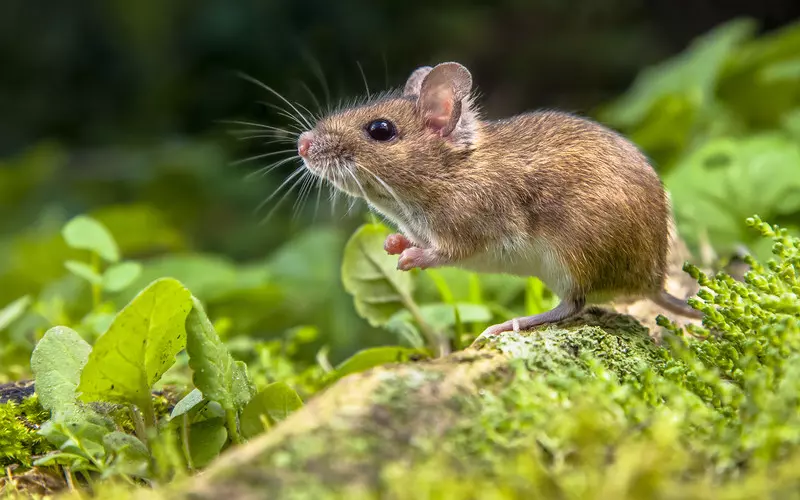 Mysz z zoo w San Diego trafiła do Księgi Rekordów Guinnessa