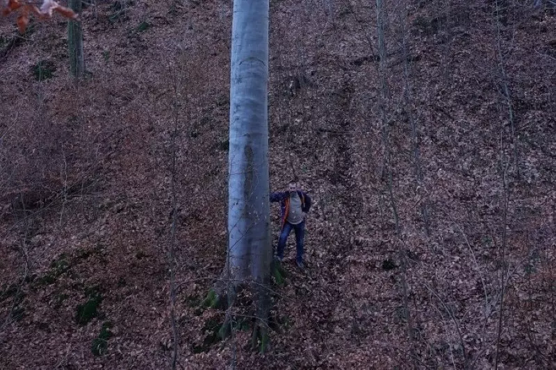 Poszukiwacz leśnych olbrzymów znalazł najwyższe drzewo liściaste w Polsce
