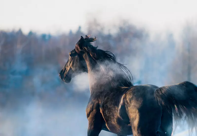 Na ziemiach polskich ludzie umieli jeździć konno już 5 tys. lat temu