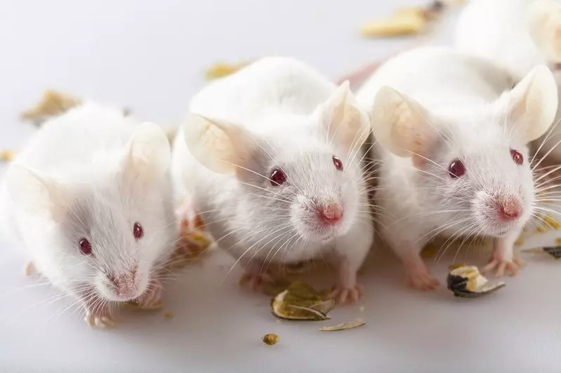 Naukowcy wyhodowali myszy, które mają... dwóch biologicznych ojców!