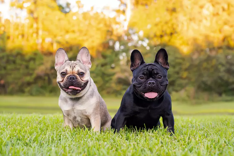 Buldogi francuskie zostały najpopularniejszą rasą psów w USA