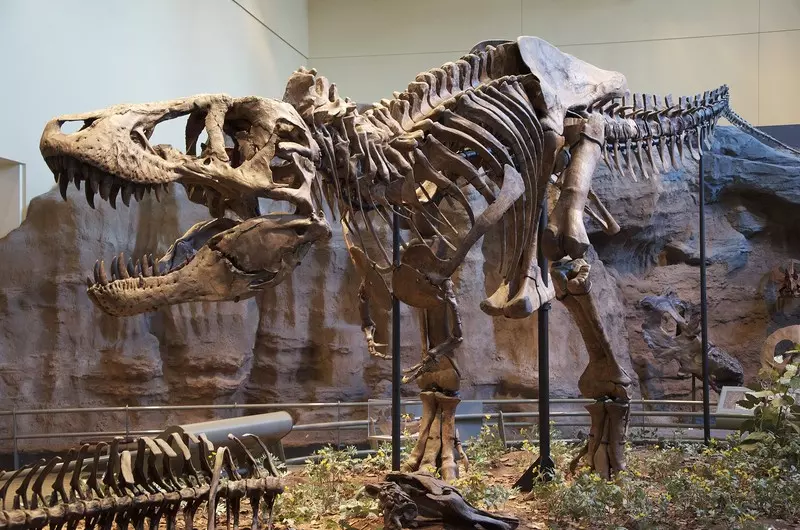 Autentyczny szkielet tyranozaura po raz pierwszy do kupienia na aukcji w Europie
