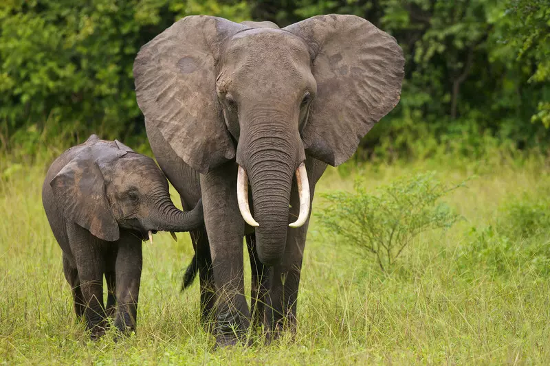 Naukowcy ustalili, po co słoniom wąsy na trąbach