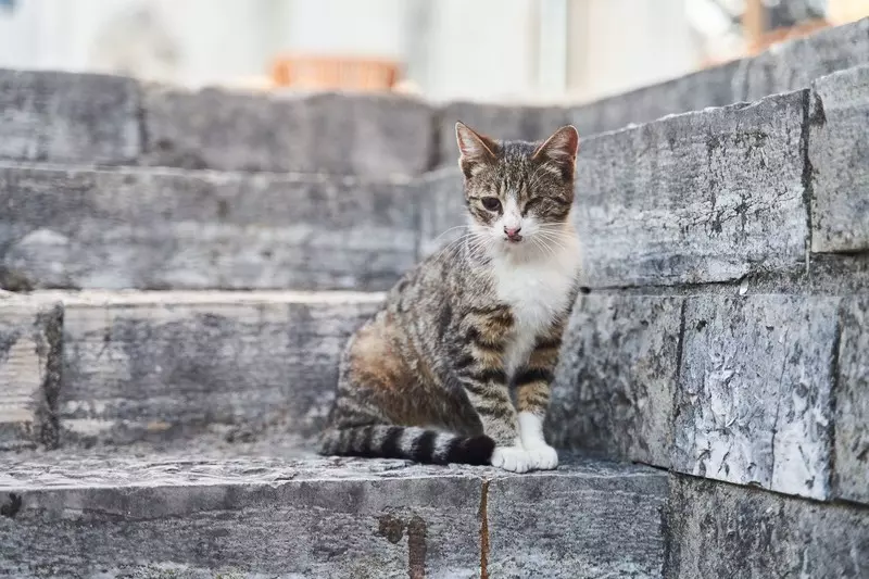 Jest terapia genowa, która może pomóc w walce z bezdomnością kotów!