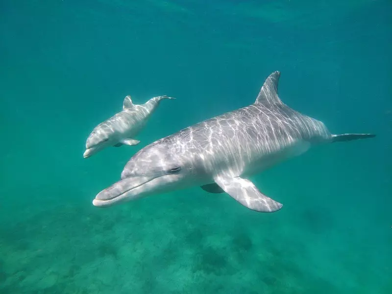 Samice delfinów zwracają się do swoich dzieci w podobny sposób jak ludzie