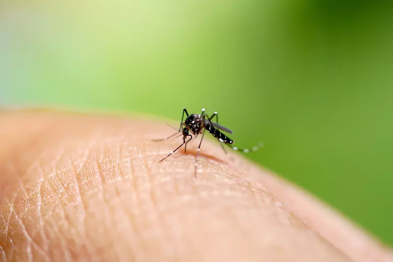Komary uodpornione na malarię mogą pomóc wyeliminować tę chorobę
