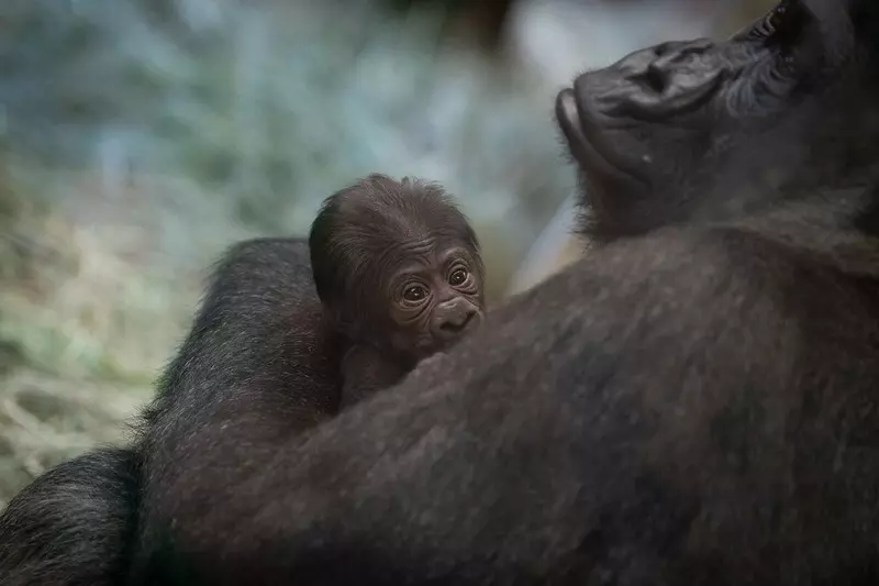 W zoo w Columbus goryl uważany za samca urodził młode