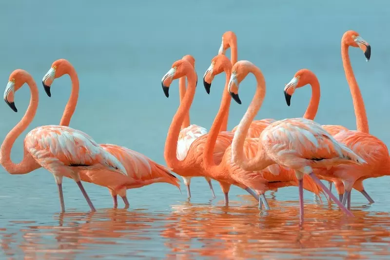 W Meksyku znaleziono jajo flaminga sprzed tysięcy lat