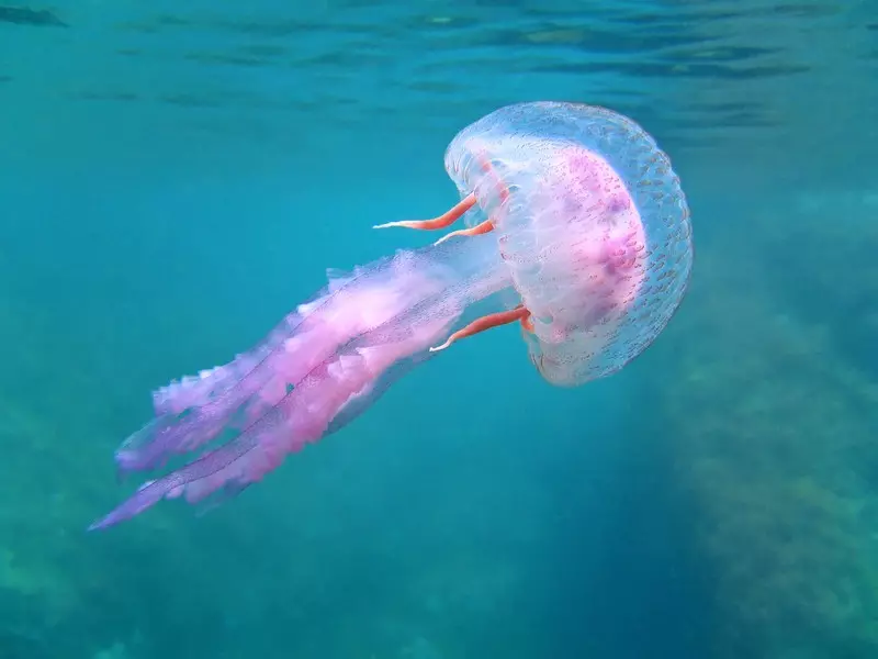 U wybrzeży Hiszpanii pojawiła się meduza o 24 oczach