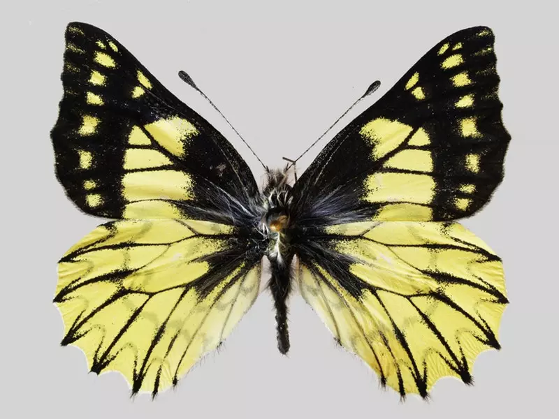 Badacze z Krakowa odkryli nieznany gatunek motyla. Nazwali go na cześć Kopernika